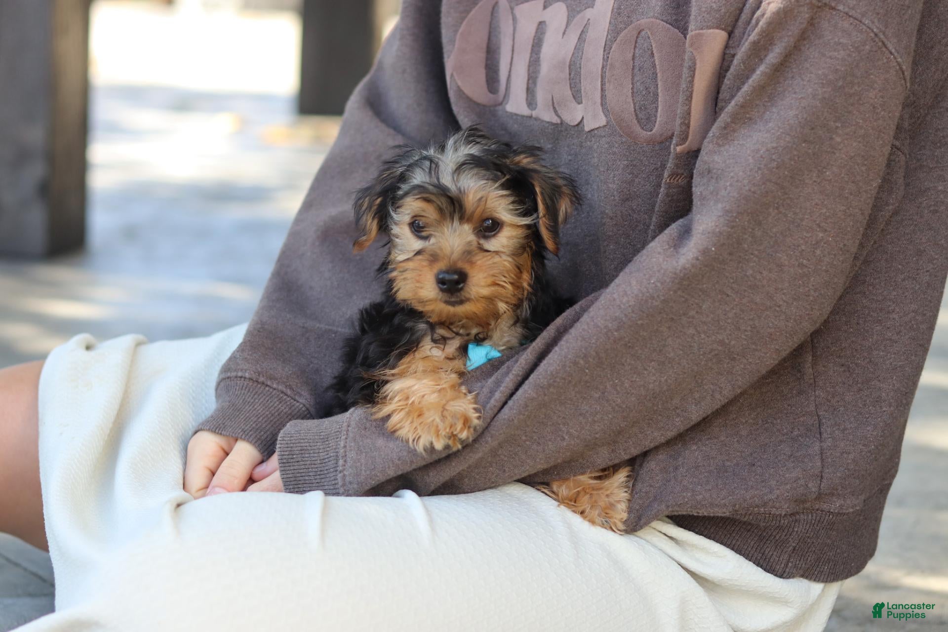 Yorkiepoo dogs Romeo - Ad 1