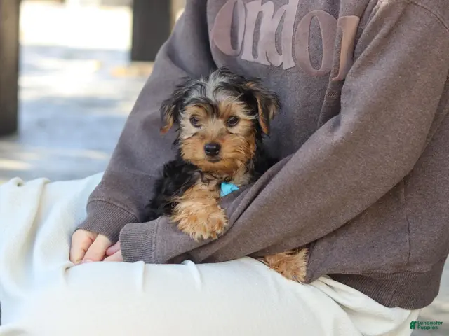 Yorkiepoo dogs Romeo - Ad 1