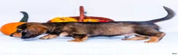 Miniature Dachshund dogs for sale: Nickolas - Ad 4