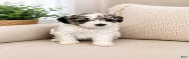 Parti Male Shihpoo Puppy Available 