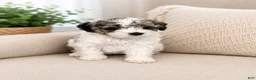 Shihpoo dogs for sale: Parti Male Shihpoo Puppy Available  - Ad 1