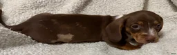 Miniature Dachshund dogs for sale: STRIPES - Ad 7