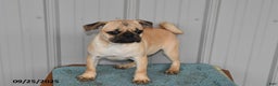 Pug dogs for sale: Sparky - Ad 15