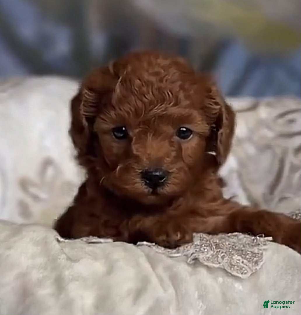 Toy Poodle dogs Lit - Ad 13