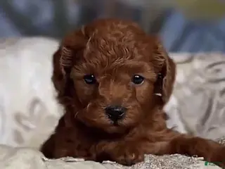 Toy Poodle dogs Lit - Ad 13