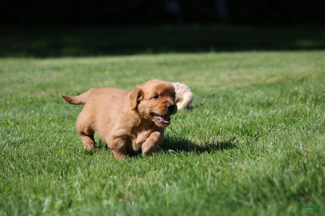 Golden Retriever dogs for sale: Finn - Ad 2