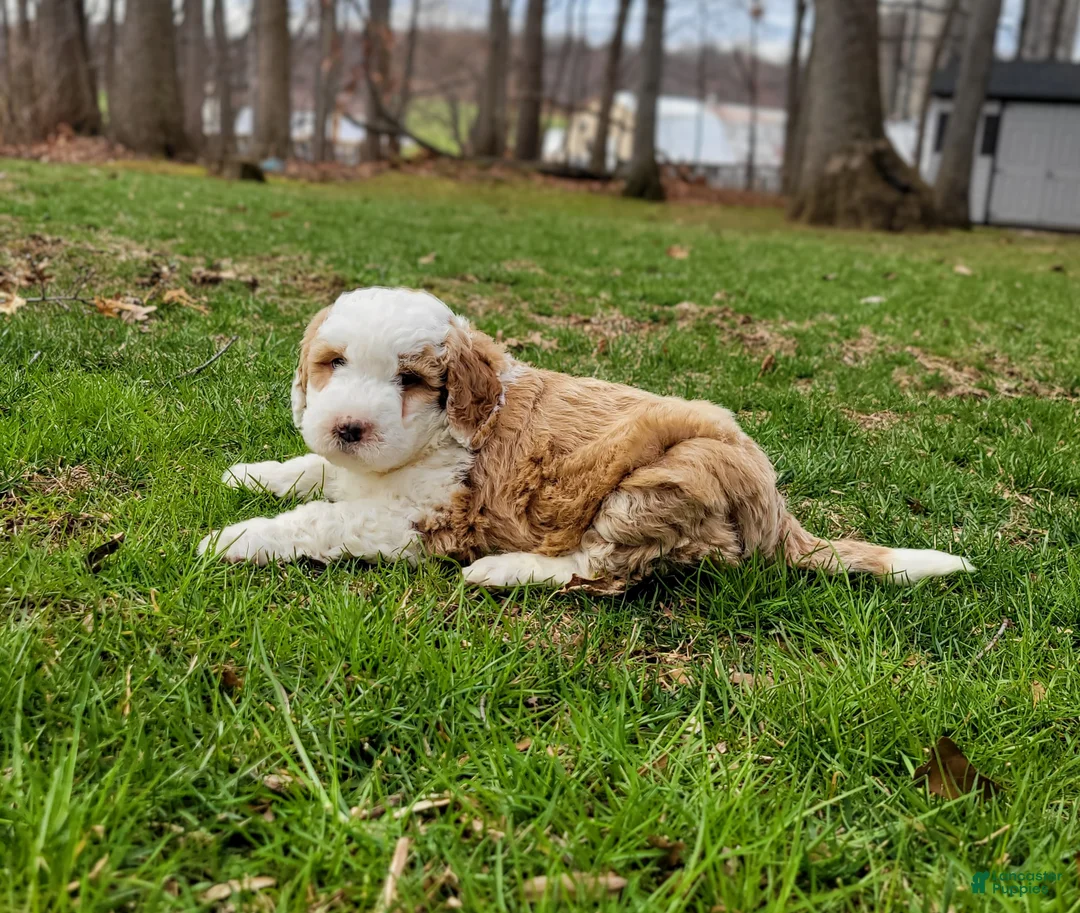 Mini Bernedoodle dogs for sale: Milton  - Ad 2