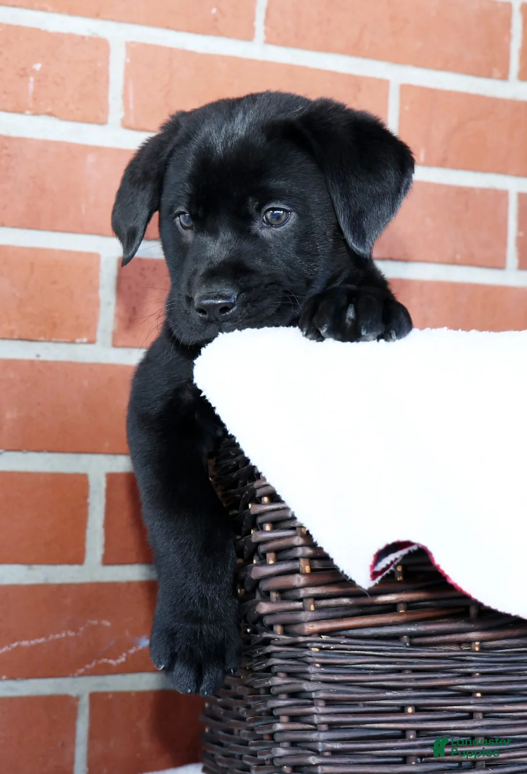 Labrador Retriever dogs for sale: Kory - Ad 8
