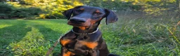 Doberman Pinscher dogs for sale: Malcolm - Ad 10