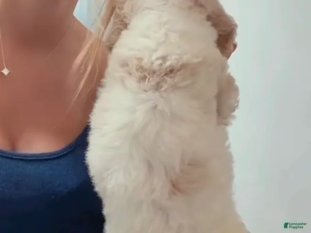 Double Doodle dogs for sale: Boy #2 - Ad 2