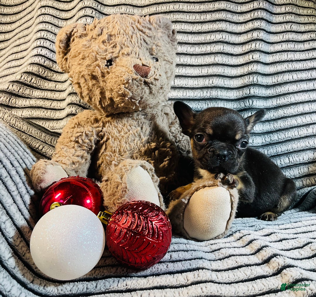 French Bulldog dogs for sale: Mia - Ad 3