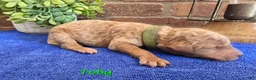 Goldendoodle dogs for sale: Mini Goldendoodle 2 - Ad 4