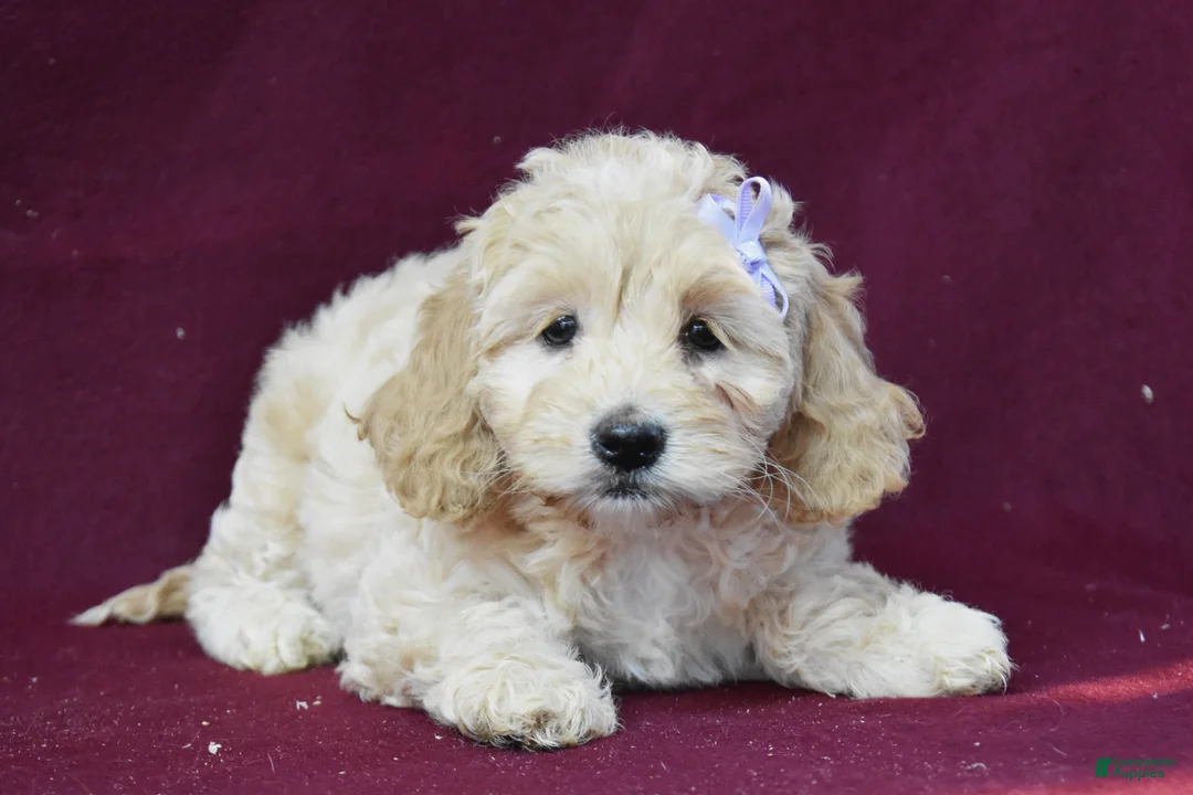 Cockapoo dogs for sale: Jazzy - Ad 2