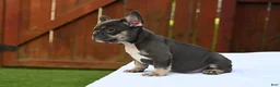 French Bulldog dogs for sale: French Bulldog 2 - Ad 7