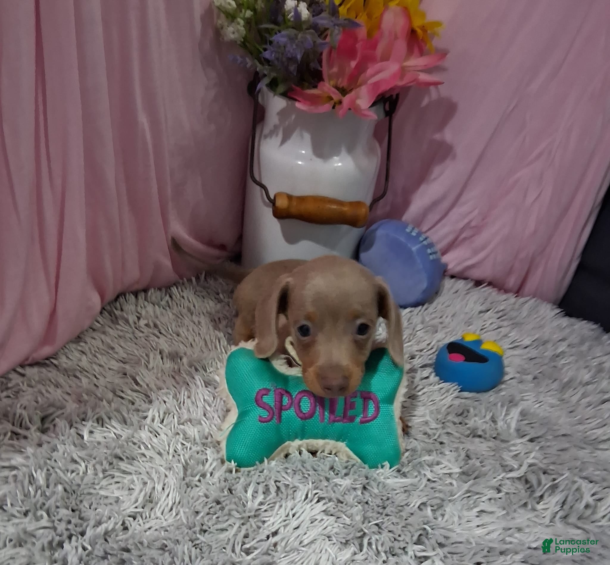 Miniature Dachshund dogs Miniature Dachshund 2 - Ad 2