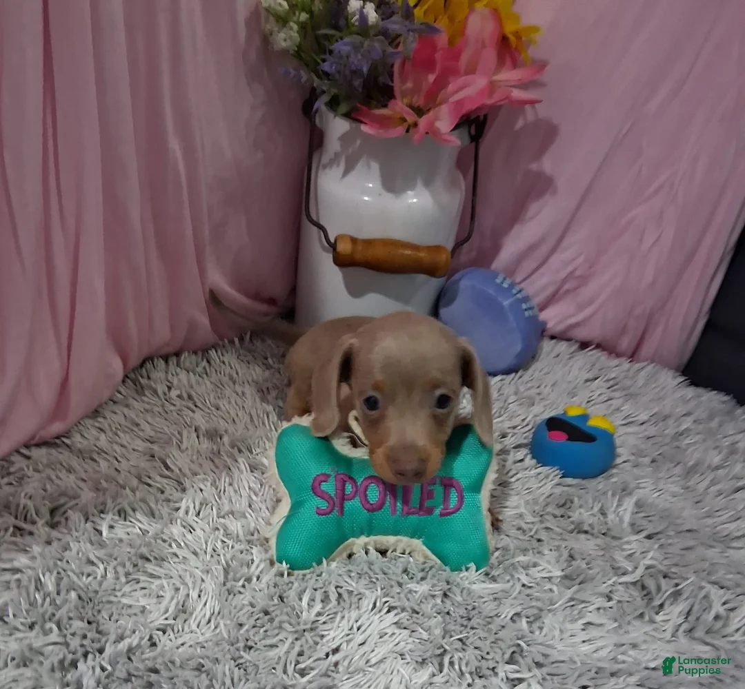 Miniature Dachshund dogs for sale: Miniature Dachshund 2 - Ad 2