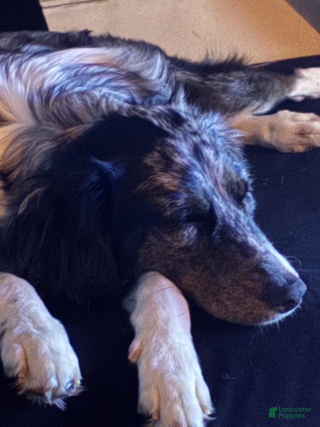 Mixed Breed dogs for sale: Oakley - Ad 2