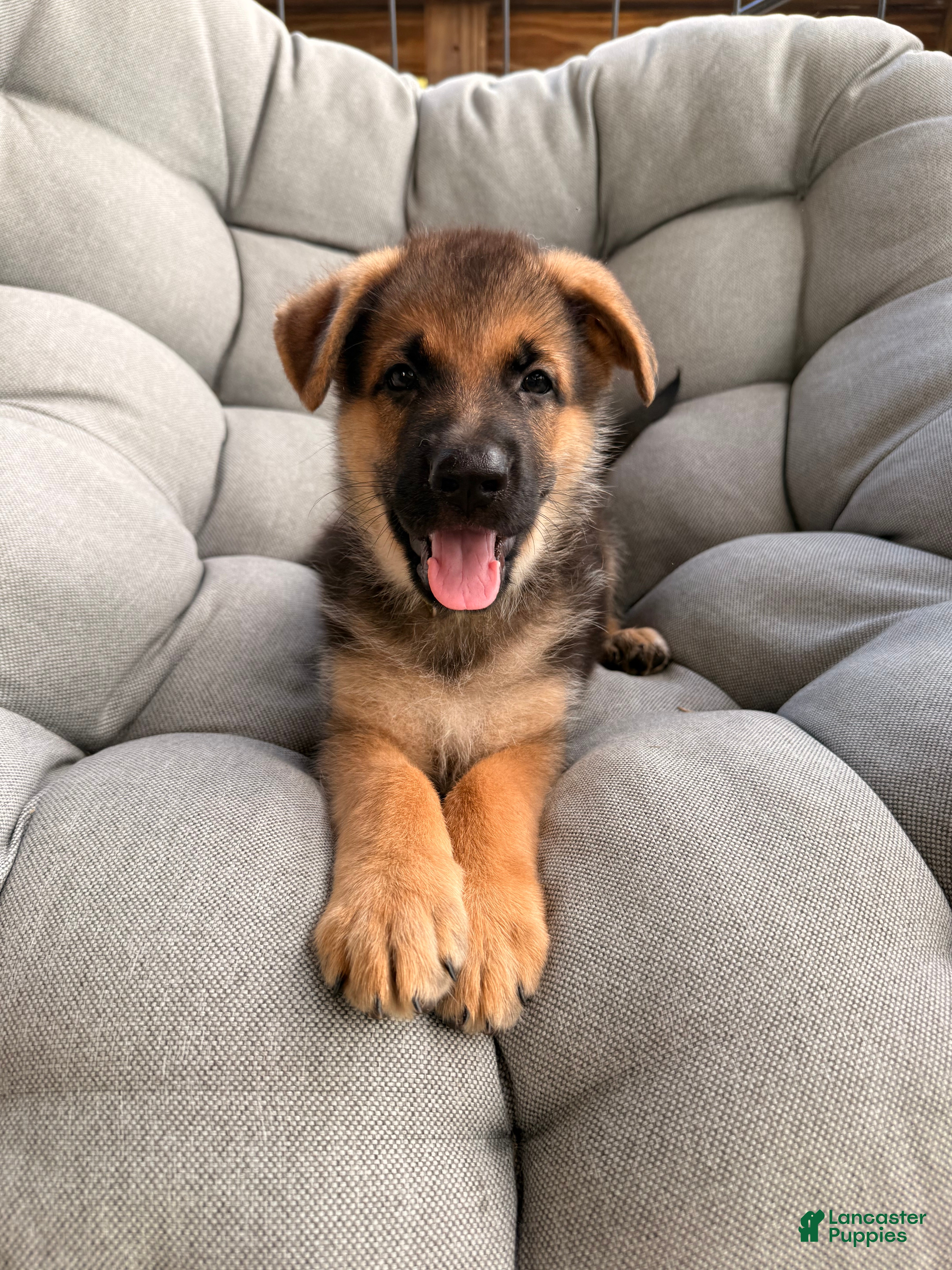 German Shepherd dogs Max - Ad 21