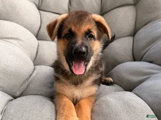 German Shepherd dogs Max - Ad 21