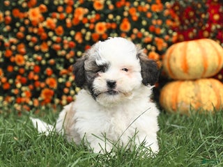Maltipoo dogs - Ad 38