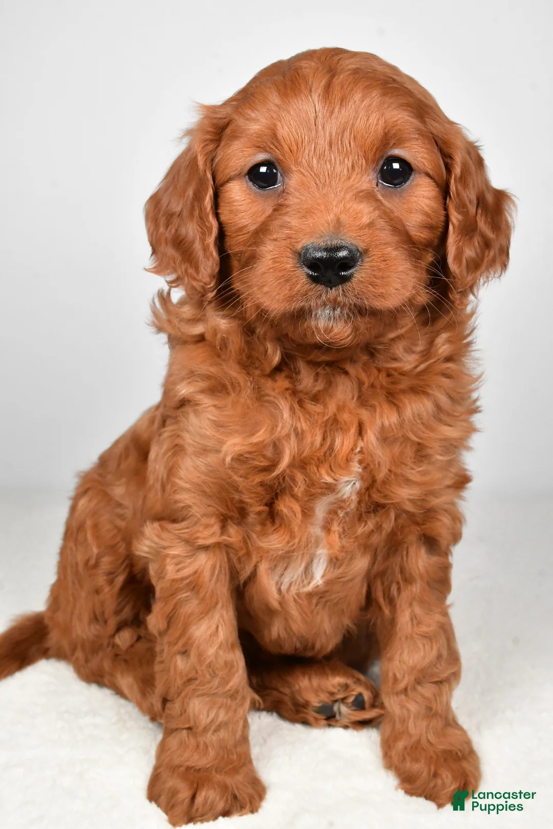 Mini Goldendoodle dogs for sale: Bridget - Ad 3