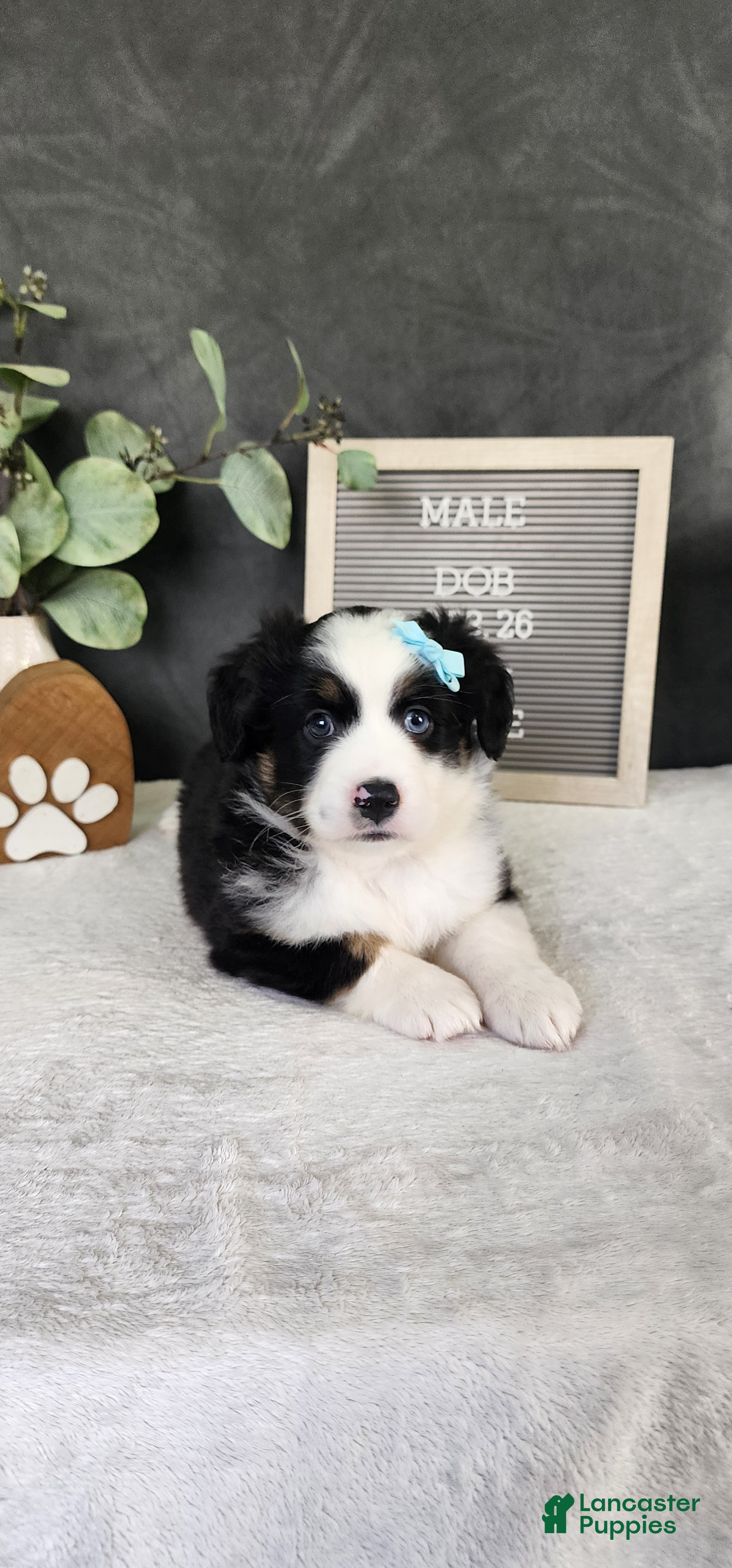 Miniature Australian Shepherd dogs Oliver  - Ad 1