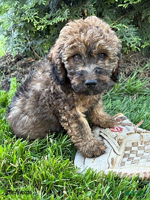 Whoodle dogs Dolly - Ad 1