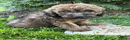 Whoodle dogs for sale: Dolly - Ad 1