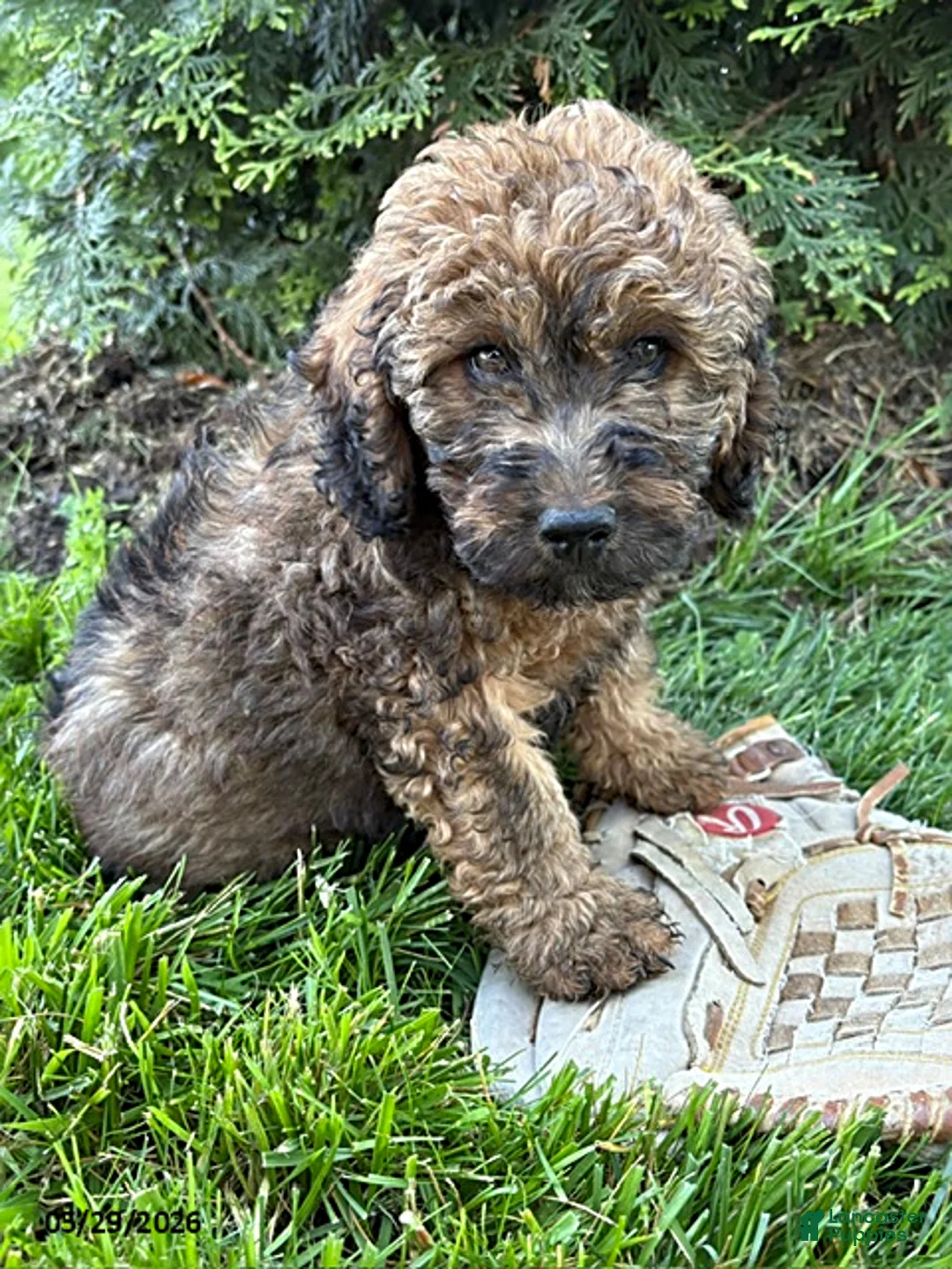 Whoodle dogs for sale: Dolly - Ad 1