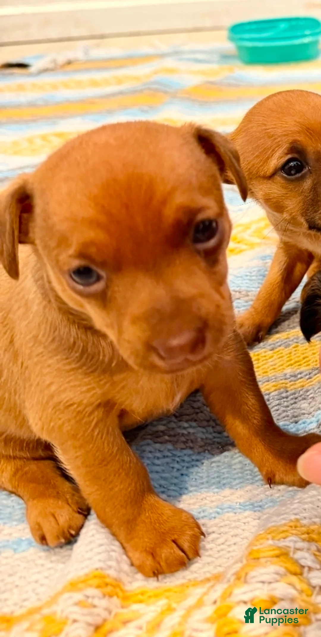 Chiweenie dogs for sale: Chiweenie 2 - Ad 2