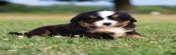 Bernese Mountain Dog dogs for sale: Sawyer - Ad 6