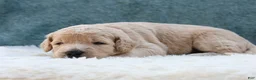 Goldendoodle dogs for sale: Nova - Ad 3