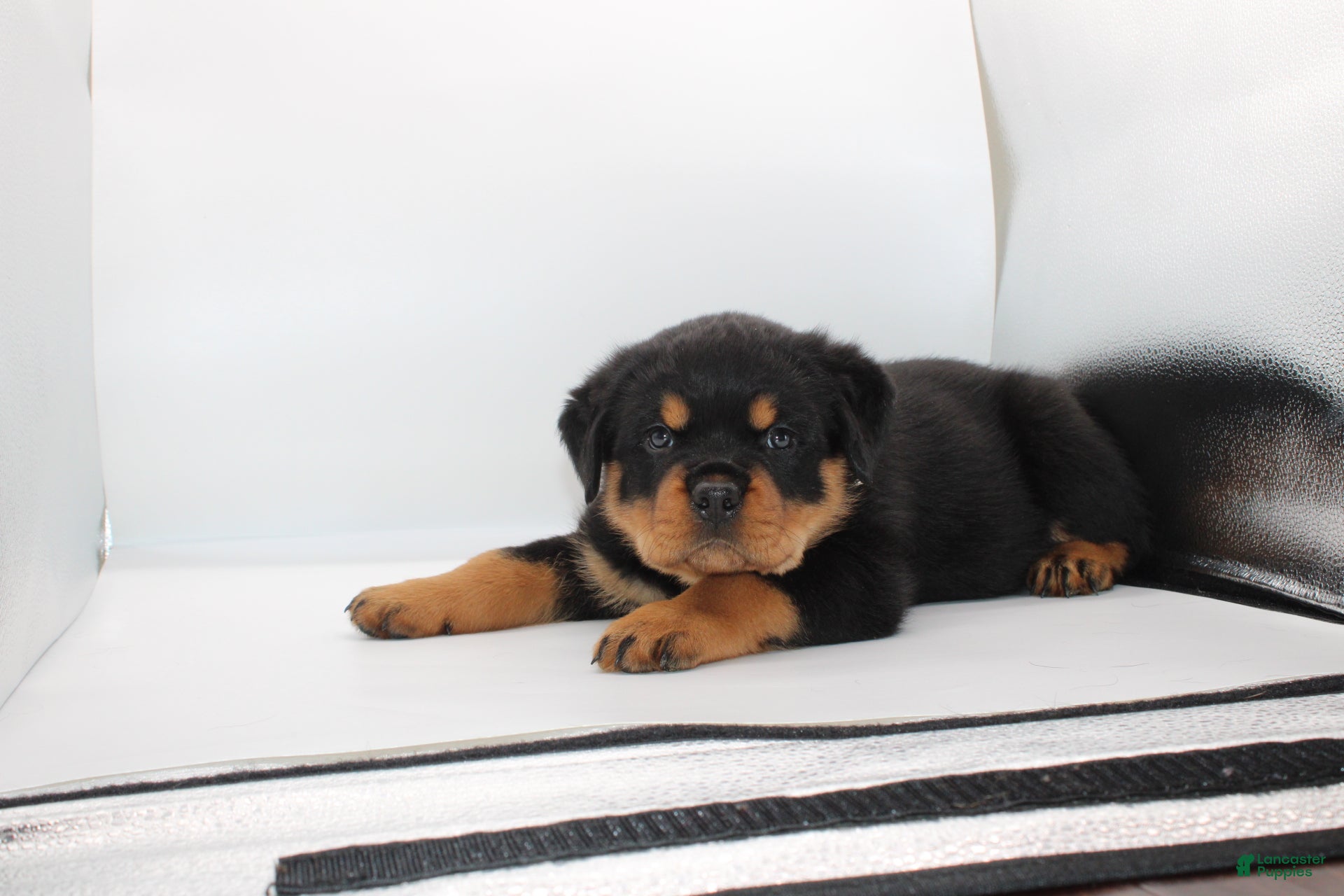 Rottweiler dogs  Puppy 2 - Ad 1