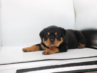 Rottweiler dogs Puppy 2 - Ad 1