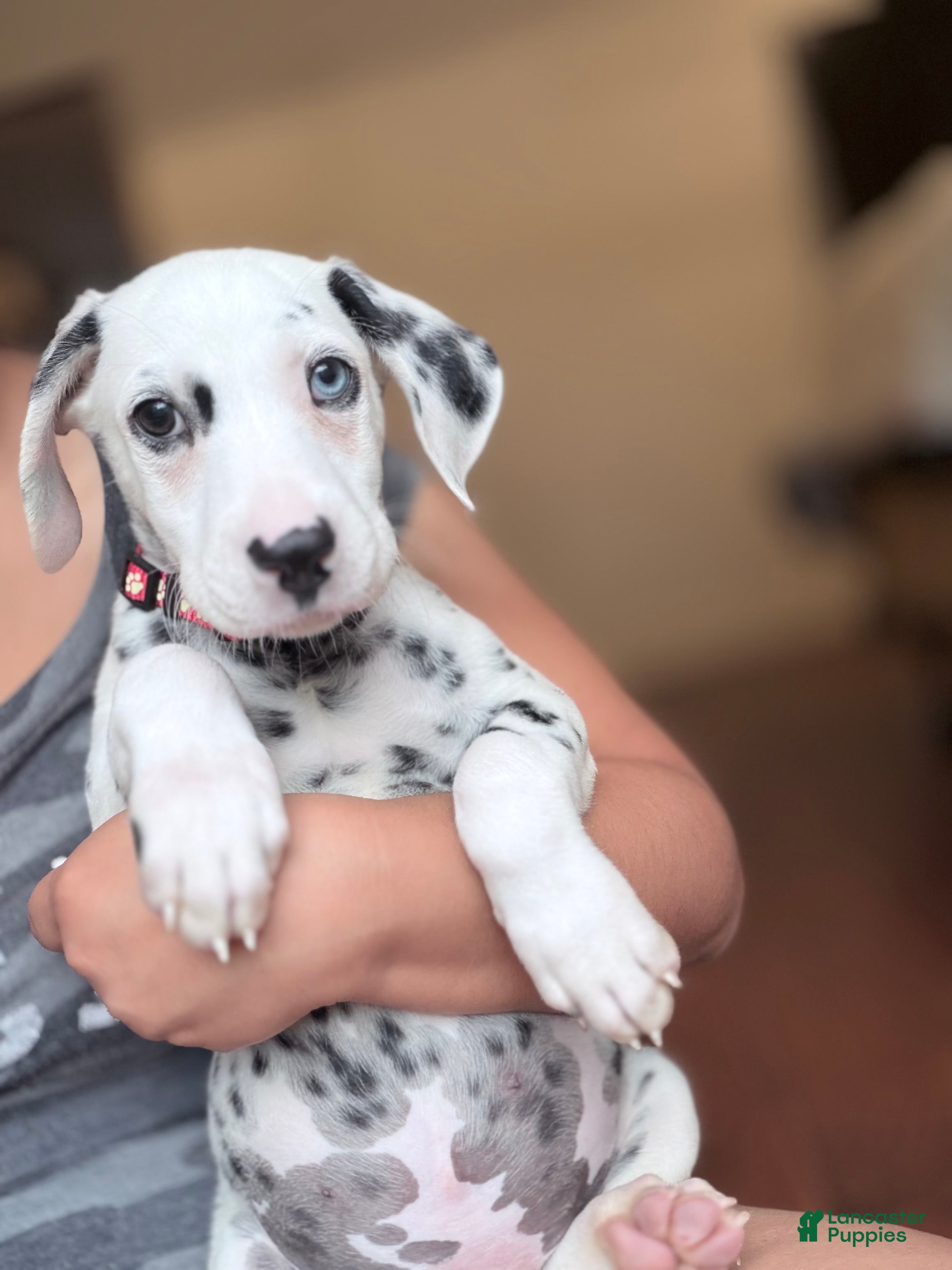 Dalmatian dogs for sale: Arlo - Ad 2