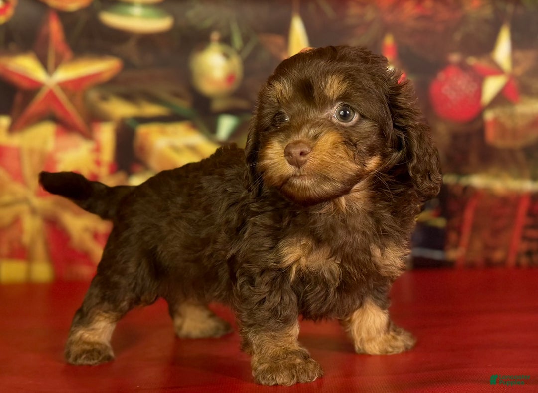 Mixed Breed dogs for sale: Queenie - Ad 1