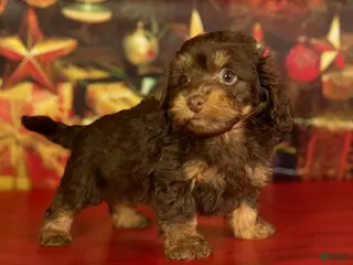 Mixed Breed dogs Queenie - Ad 30