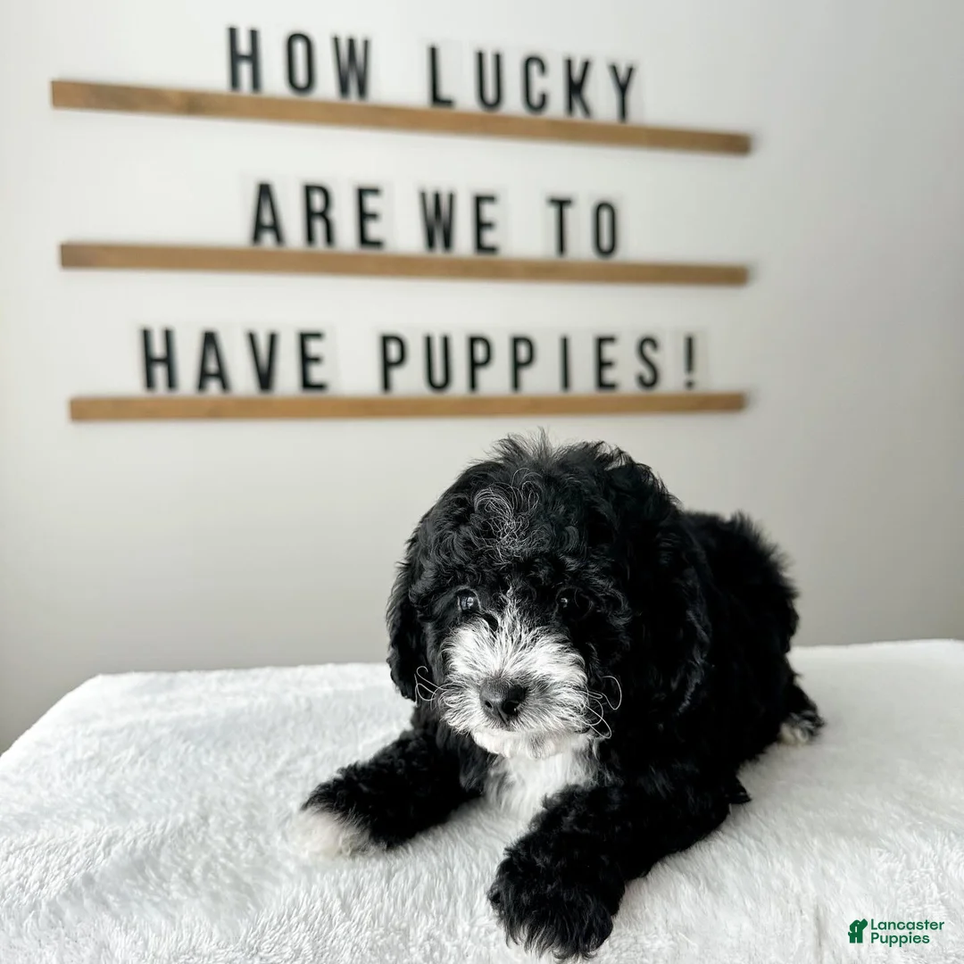 Cavachon dogs for sale: Bullseye - Ad 11