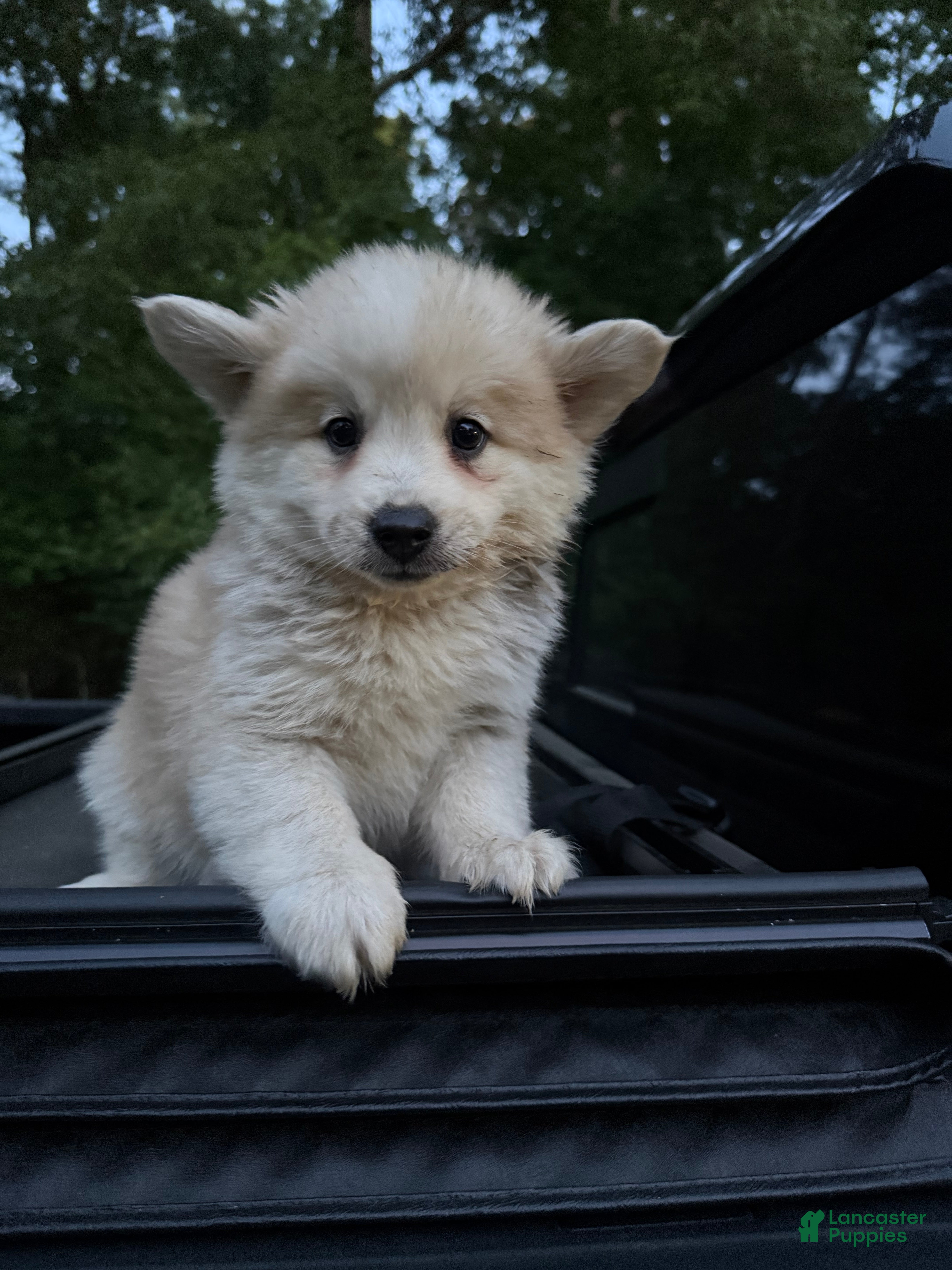 Pomsky dogs Pomsky Puppy 3 - Ad 11
