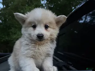 Pomsky dogs Pomsky Puppy 3 - Ad 11