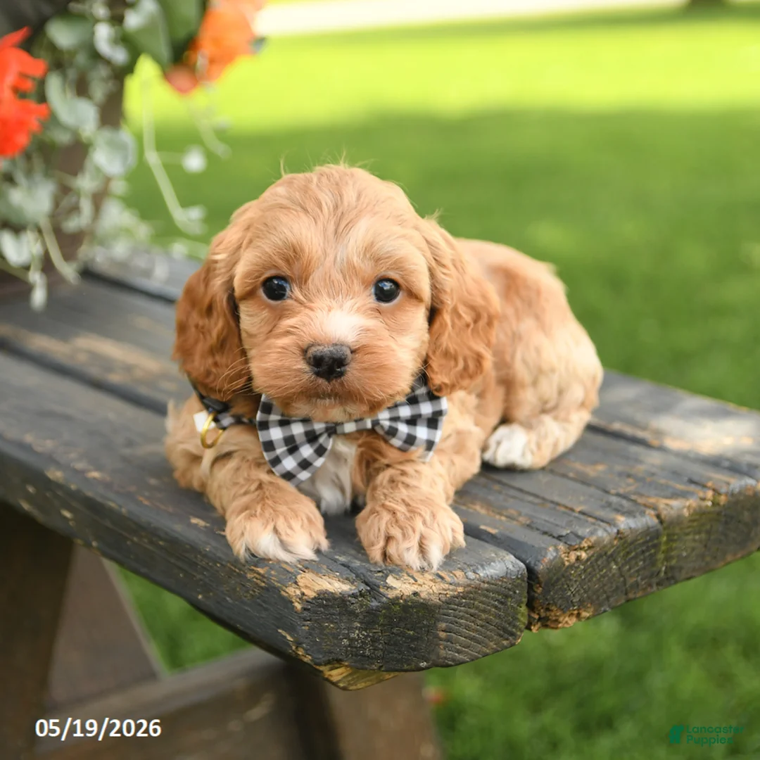 Cockapoo dogs for sale: Ned - Ad 2