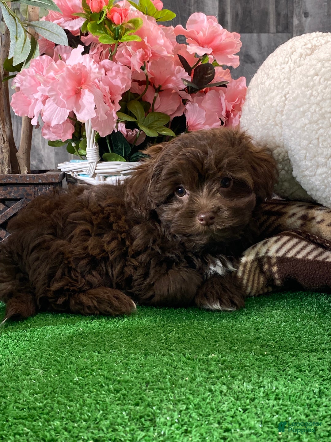 Havanese dogs for sale: Harriet - Ad 5
