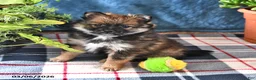 Pomeranian dogs for sale: Buddy - Ad 4