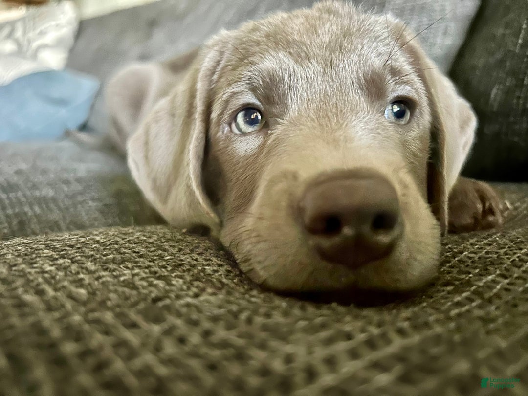 Labrador Retriever dogs for sale: Bentley - Ad 1