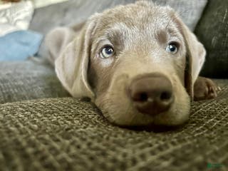 Labrador Retriever dogs Bentley - Ad 41