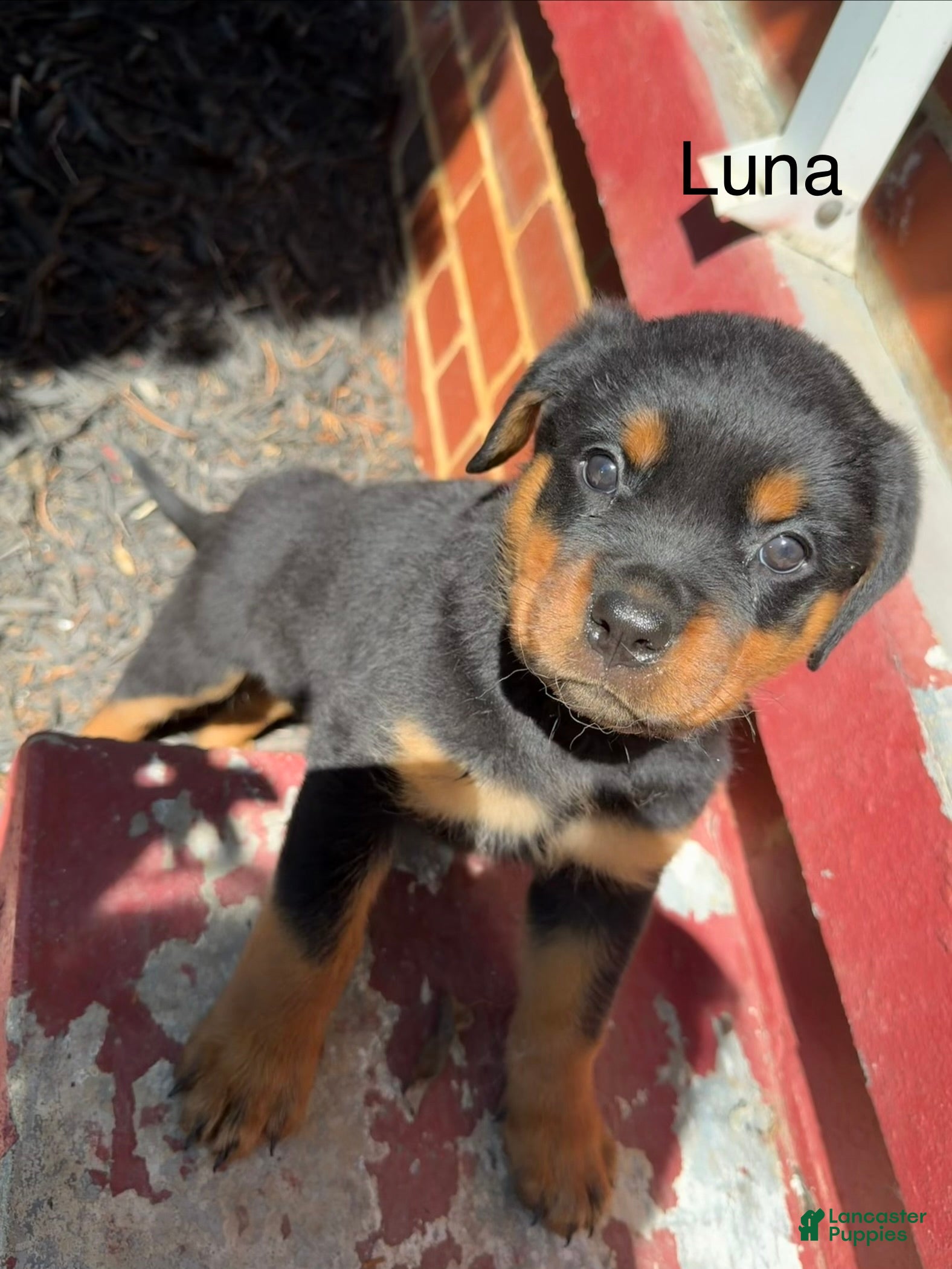 Rottweiler dogs for sale: Luna - Ad 1