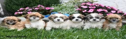 Shih Tzu dogs for sale: Maisie - Ad 3