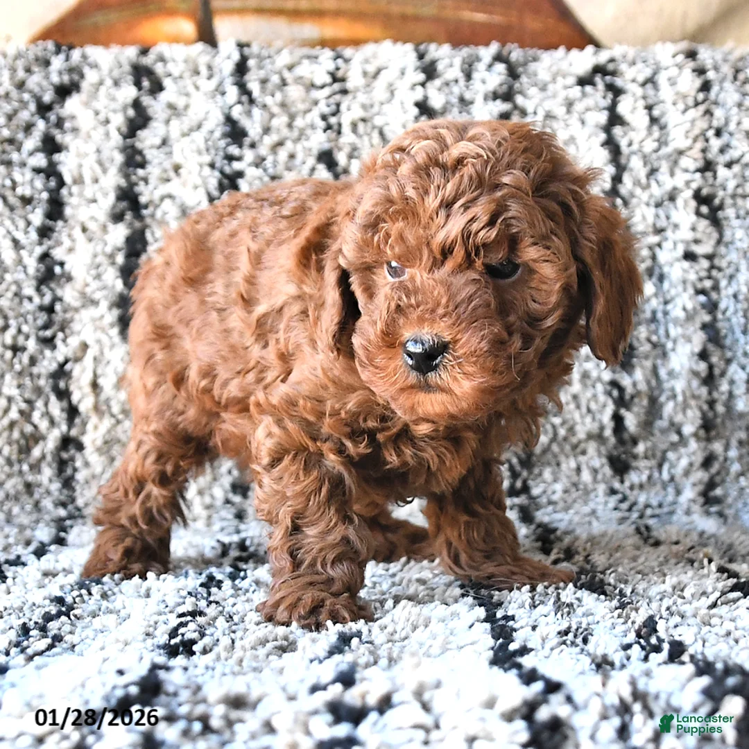 Toy Poodle dogs for sale: Otto - Ad 3