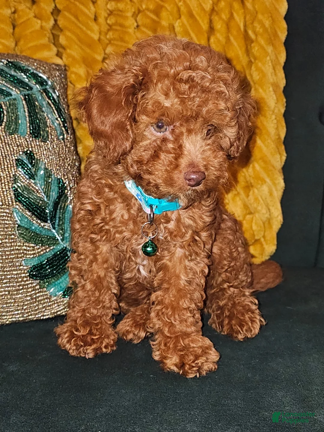 Toy Poodle dogs for sale: Cedar-Potty Trained 5lbs Full GROWN - Ad 2