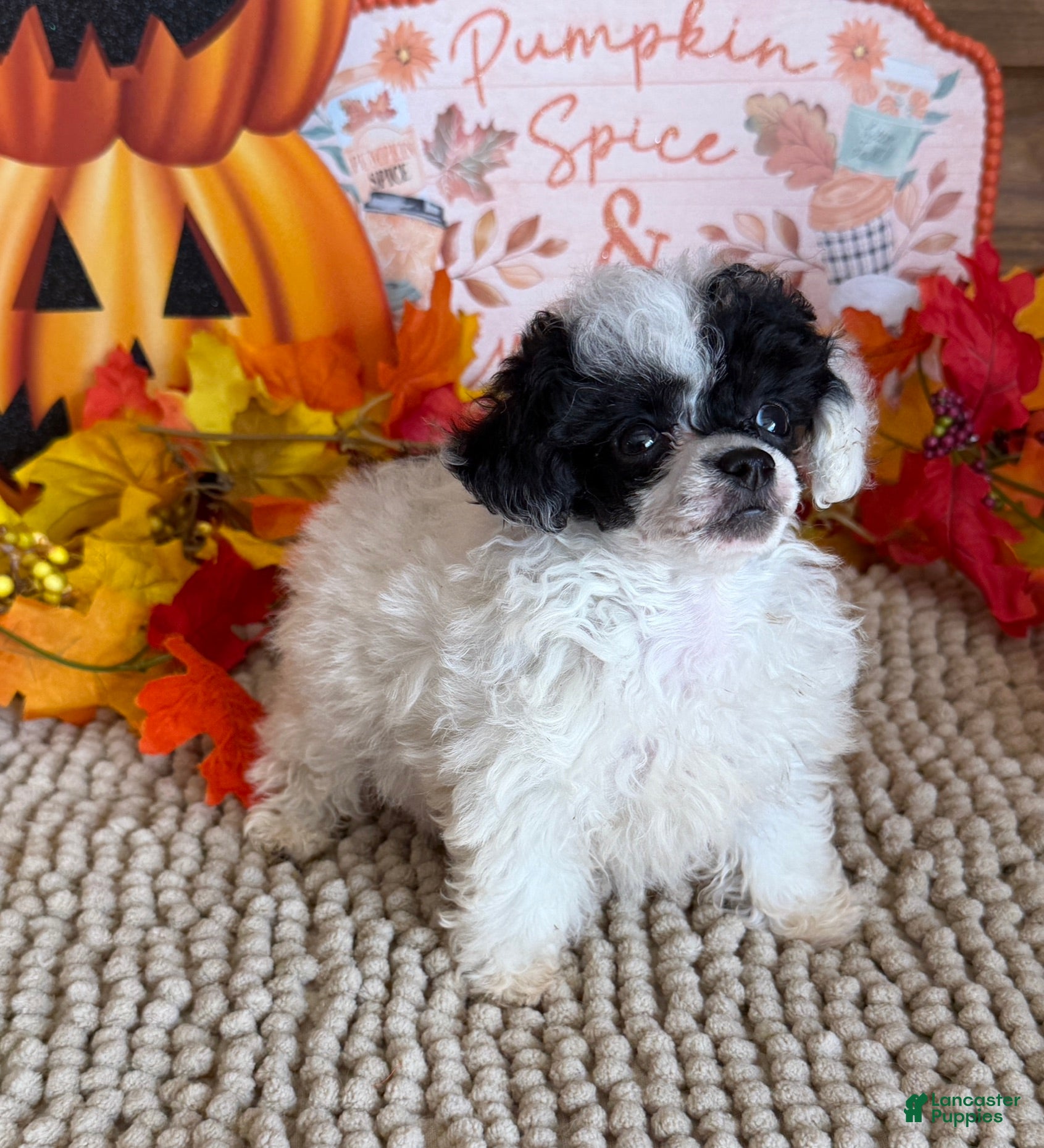 Toy Poodle dogs Princess - Ad 15